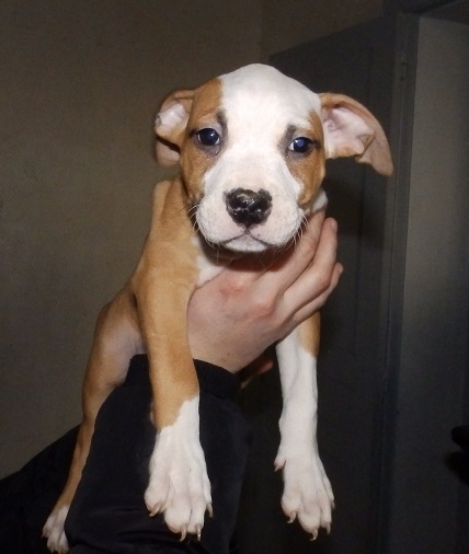 ibizza de la tribu de l'este | American Staffordshire Terrier 