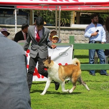 Captain Jack De Finca Santa Camila FSC | Akita 