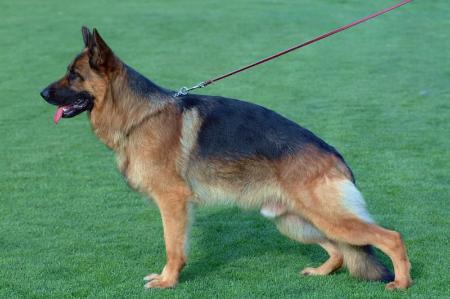 Huppy von der Werther-Mühle | German Shepherd Dog 