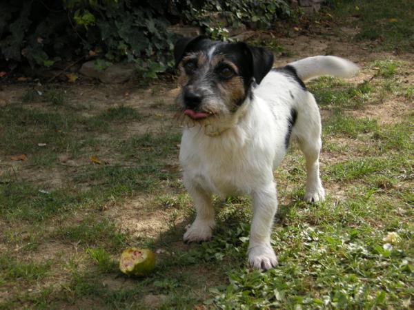 Faustolo del Cavaliere Nero | Jack Russell Terrier 