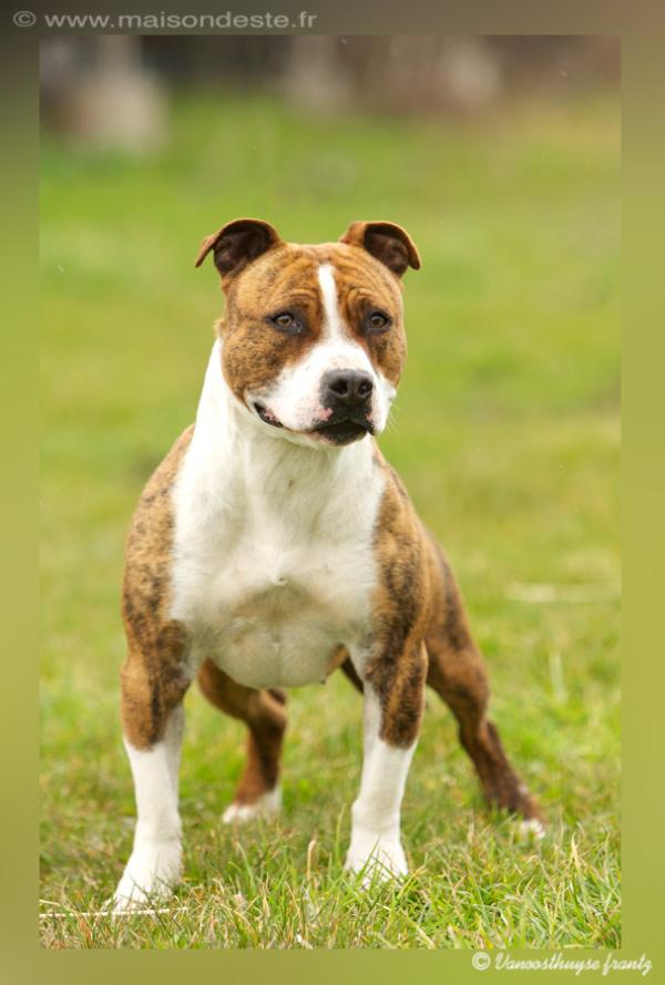 Grace kelly de la maison d este | American Staffordshire Terrier 