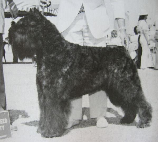 Galbraith's Faire la Roue | Bouvier des Flandres 