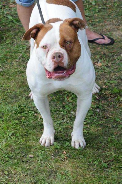 Caninedogproject garcieuse gamine | American Bulldog 