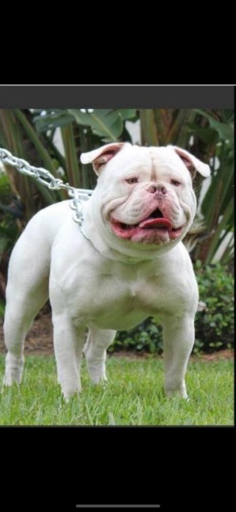 Buffdog’s Avalanche | Olde English Bulldogge 