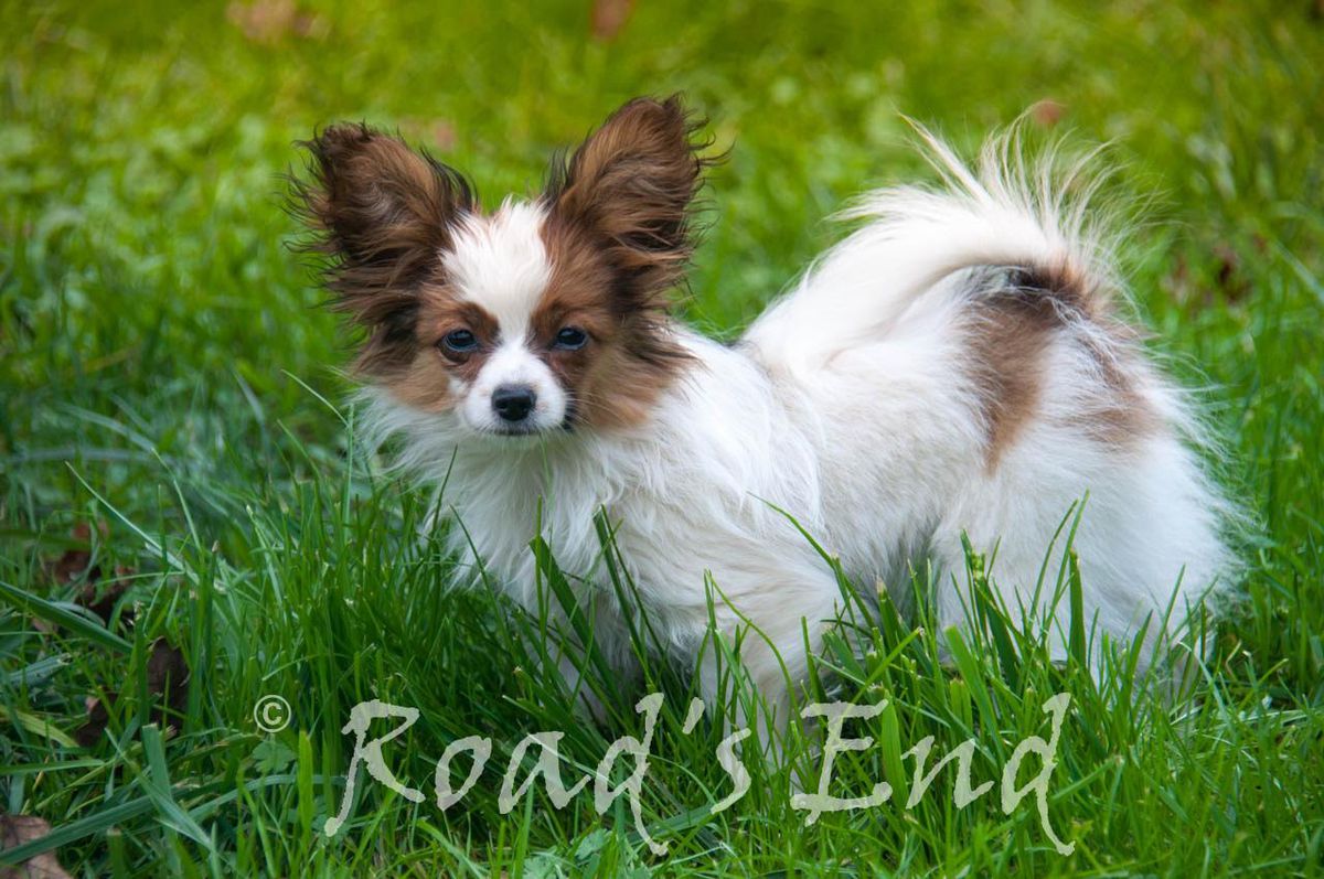 Road's End Truffles | Papillon 