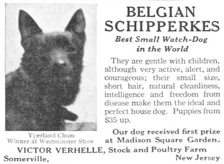 Yperland Chum | Schipperke 