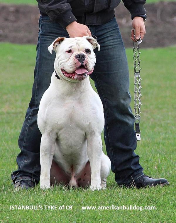 Istanbull's Tyke of CB | American Bulldog 