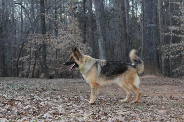 Heidi von der Maximallion | German Shepherd Dog 