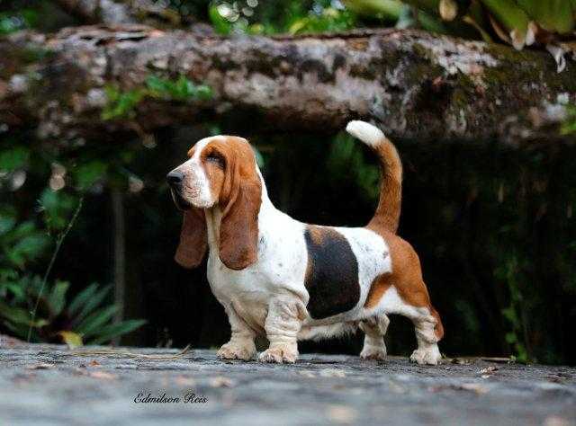 Pan Clan Sophia | Basset Hound 