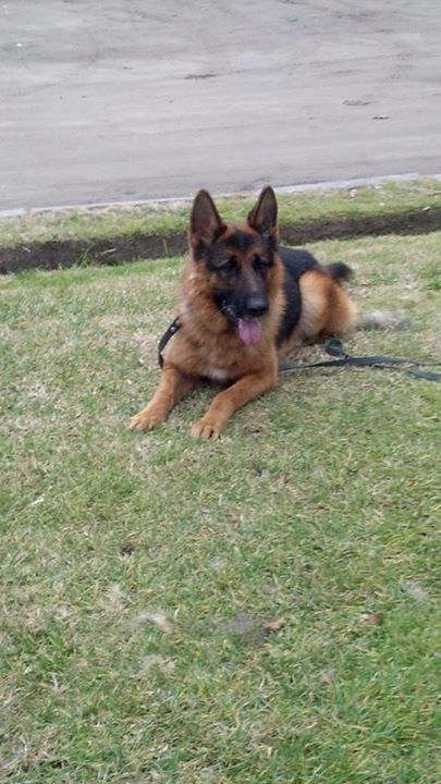 Gery von Guz-Faradan | German Shepherd Dog 
