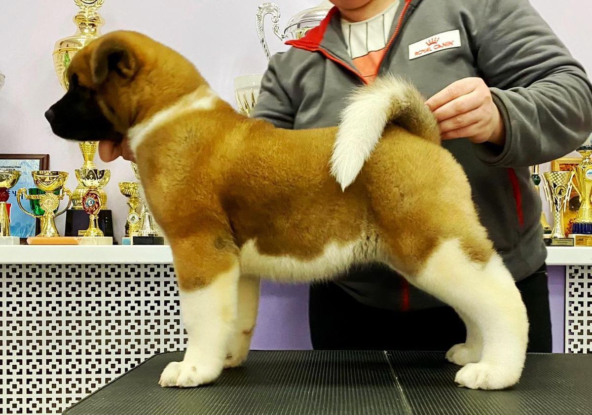 AIRIS BRIGHT EMOTION | Akita 