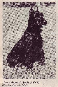 Dux von Giebiko | Giant Schnauzer 