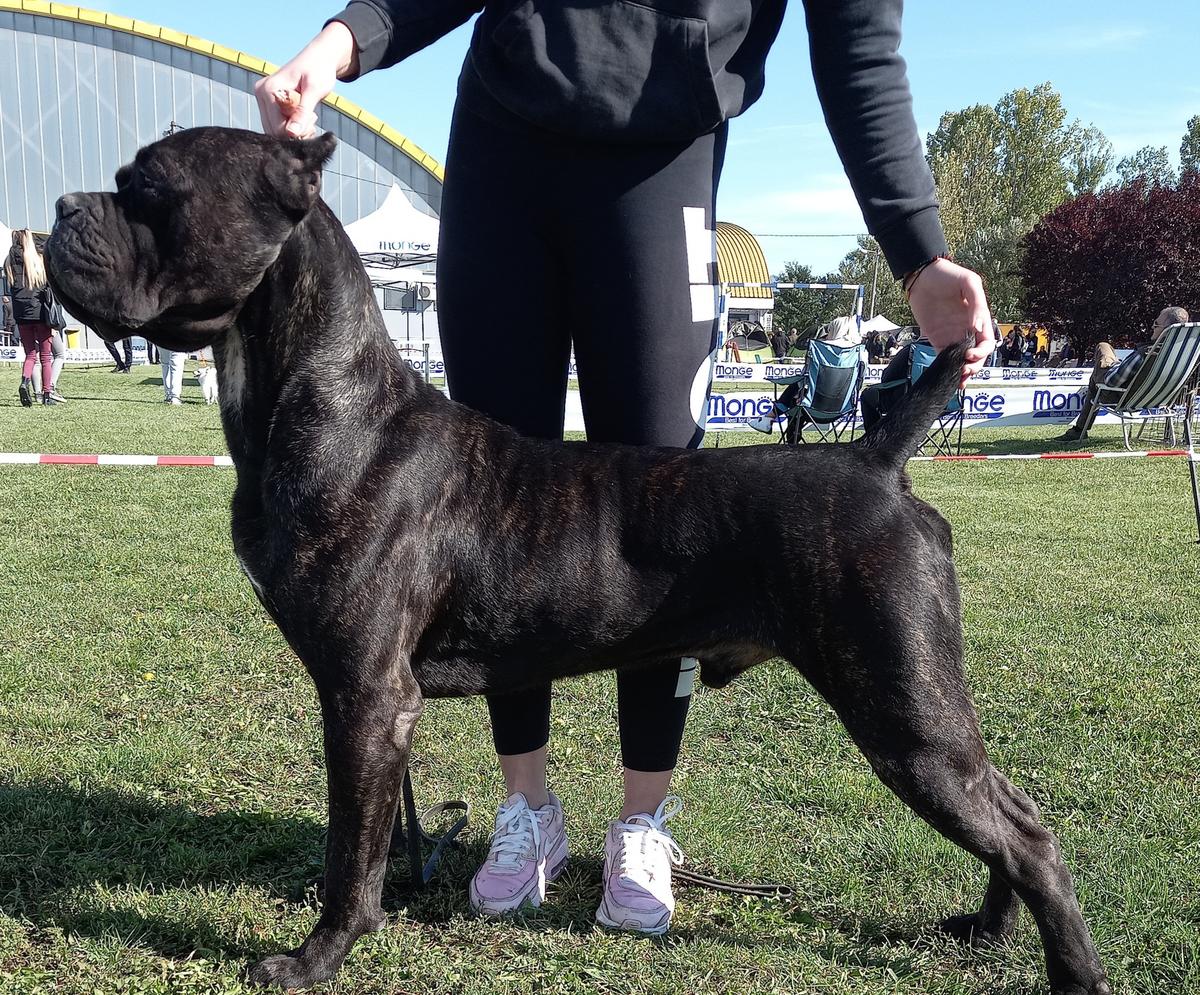 Toledo Sanguemagnifico | Cane Corso 
