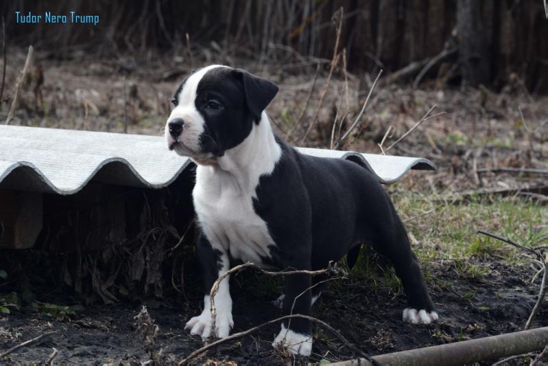 Tudor Nero Trump | American Staffordshire Terrier 