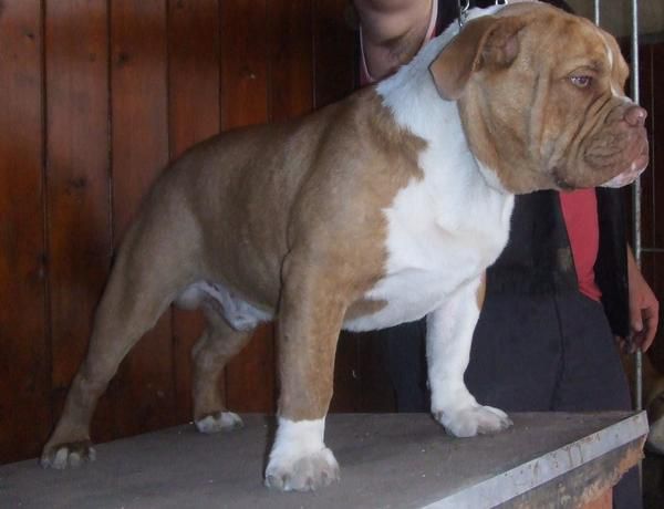 Firstclass Bull's Texas of Rockroll's | Olde English Bulldogge 