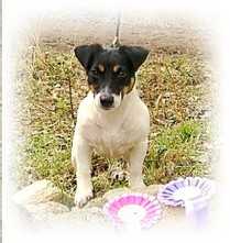 Realita Bohemia Platina | Jack Russell Terrier 