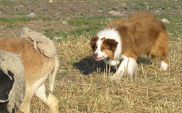 WF on the Move | Border Collie 