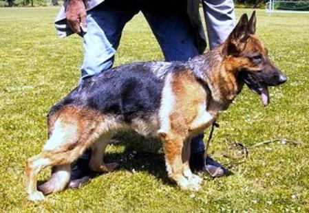 Tissie vom Kirschental | German Shepherd Dog 