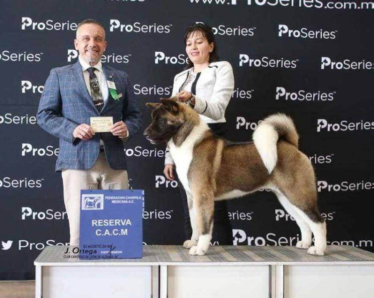 November Rain (Ramirez) | Akita 