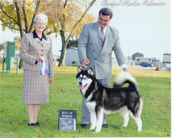 Shandael's Golly Miz Molly | Alaskan Malamute 