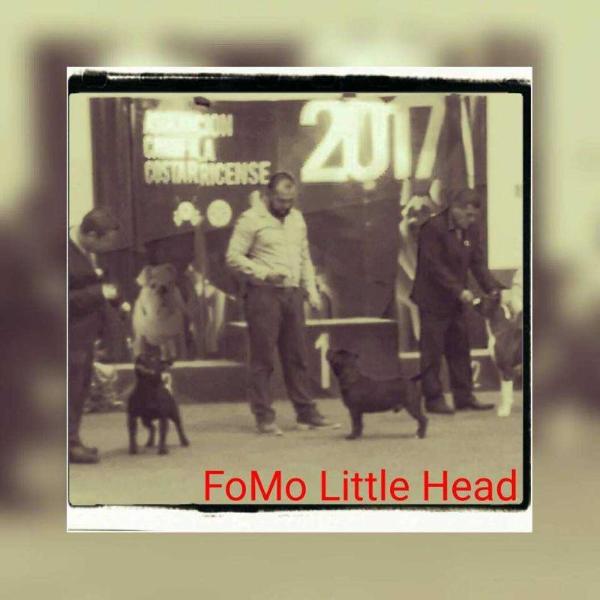 FoMo Little Head | Staffordshire Bull Terrier 