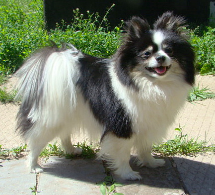 Dan- Star- KOm Trimiti | German Spitz 