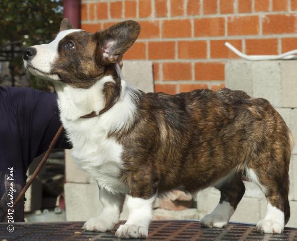 Cardigan Park Beata | Cardigan Welsh Corgi 