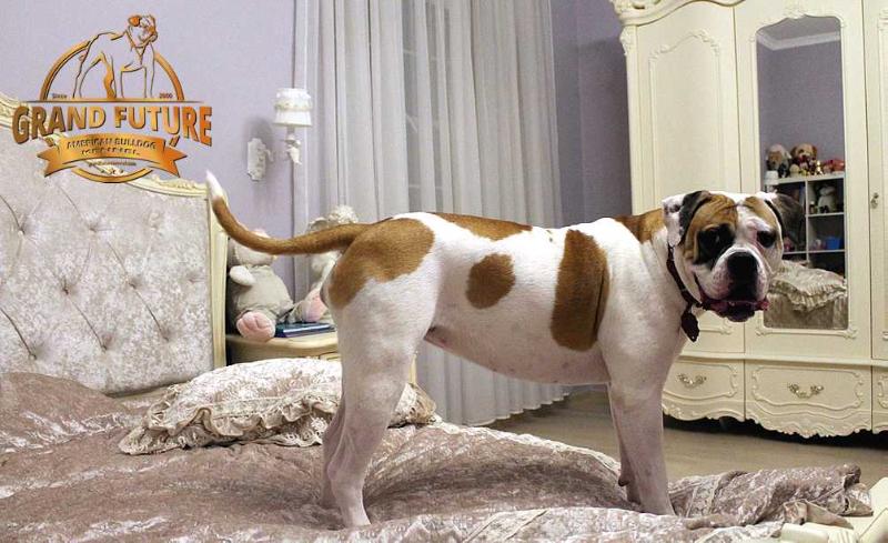 Grand Future Aura | American Bulldog 