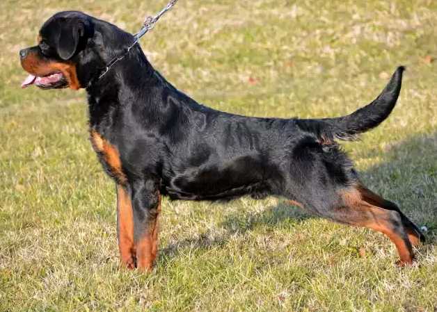 Hummer vom hause adamovic | Rottweiler 