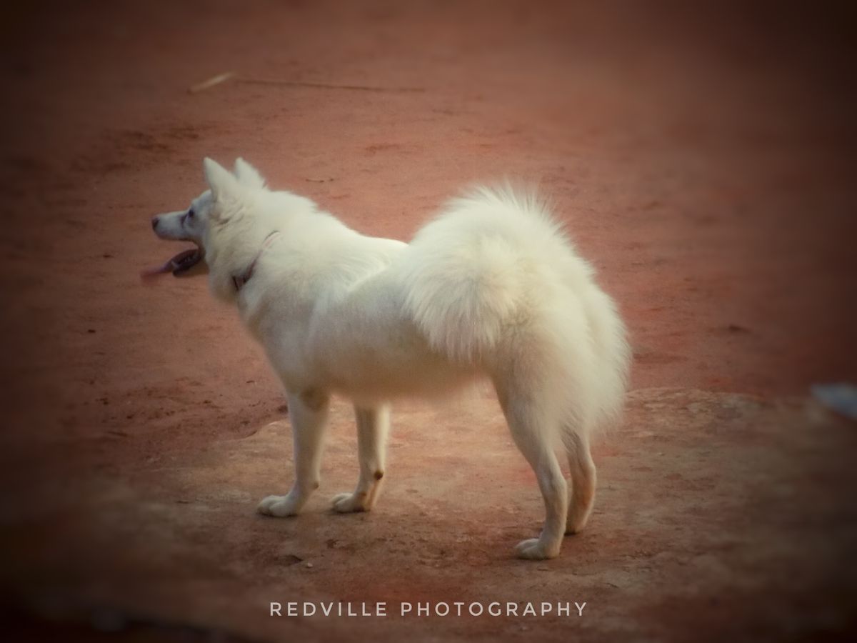 ES Tasha | American Eskimo Dog 