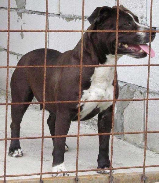 Pureclass black pearl | American Staffordshire Terrier 