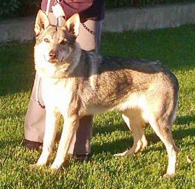 Aretha Hanka Z Vlasatic | Czechoslovakian Wolfdog 