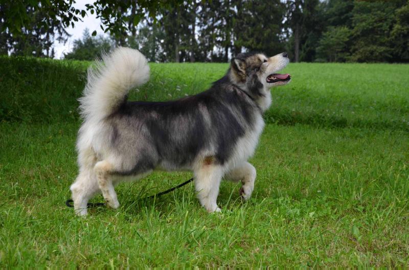 Smooth criminal shamanrock "Rocky" | Alaskan Malamute 