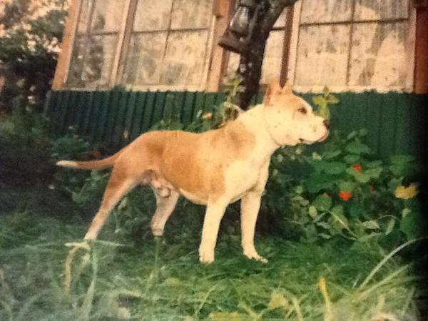 RUS MAFI-YA DALLAS | American Staffordshire Terrier 