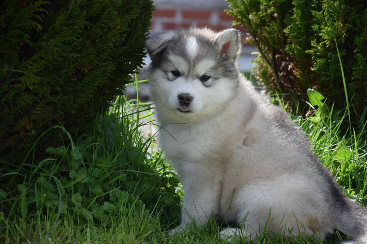 OCEAN PEARL AT UNEGAWOLF Zhowerli | Alaskan Malamute 