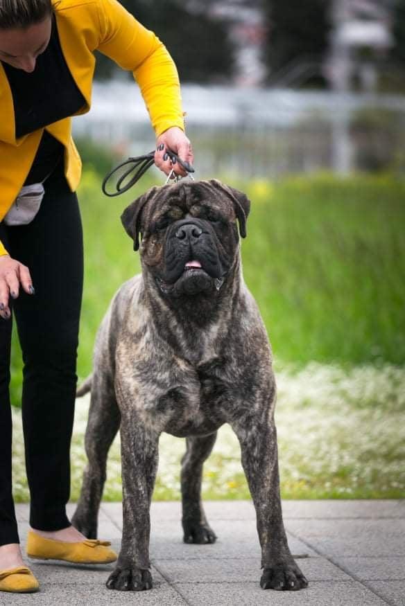 Despot Emanuilbull Hellenic Bull's Foha | Bullmastiff 