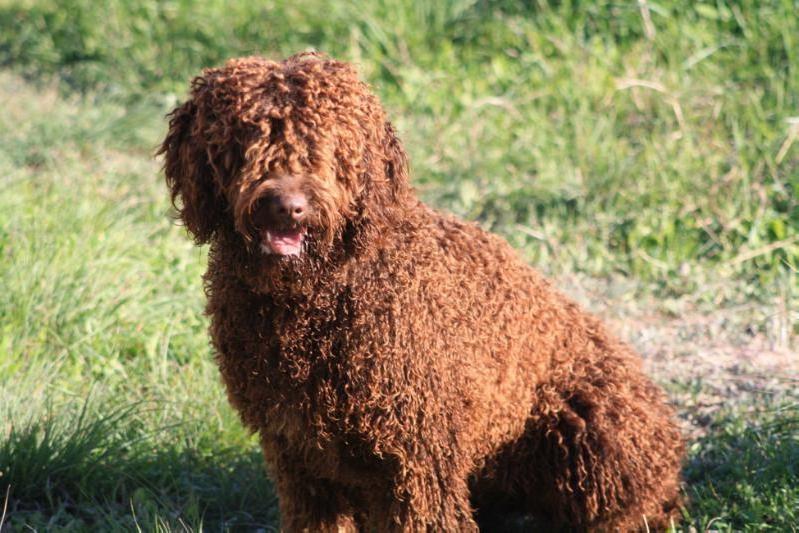 Bali de La Vega de Mijas | Spanish Water Dog 