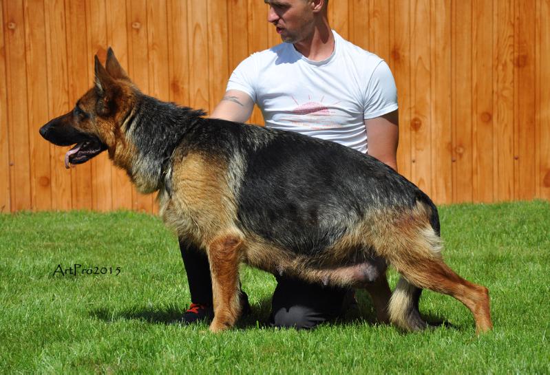 Imperiya Sternbild Zwillinge | German Shepherd Dog 