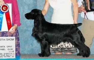 Promenade Pay It Forward | Field Spaniel 