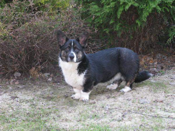 Dzhemini Eclipse | Cardigan Welsh Corgi 