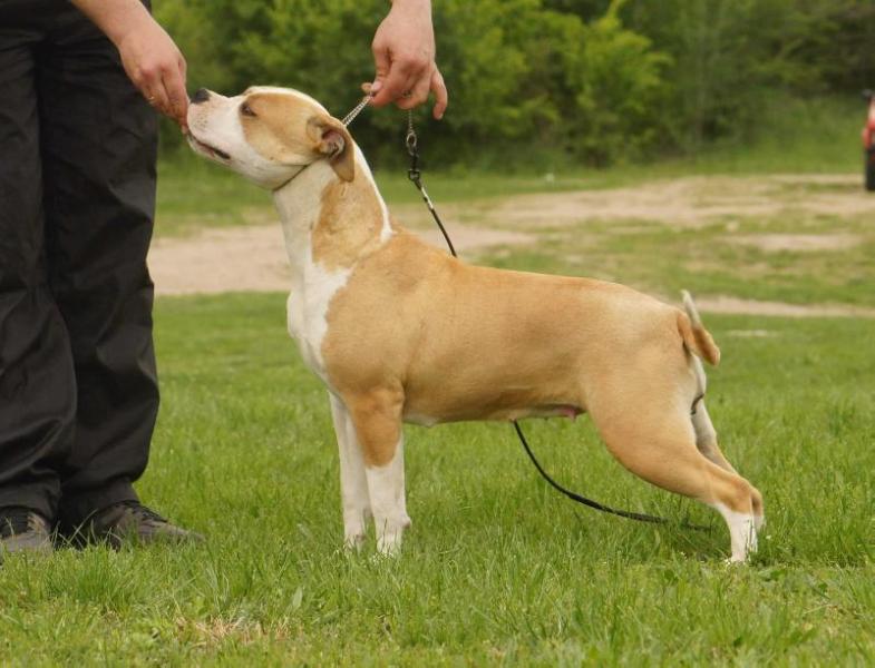 Arya Collateral Damage | American Staffordshire Terrier 