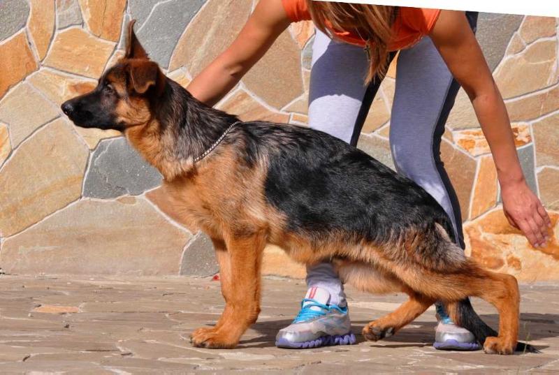 Team Zilber Wasserfall PORSHE | German Shepherd Dog 