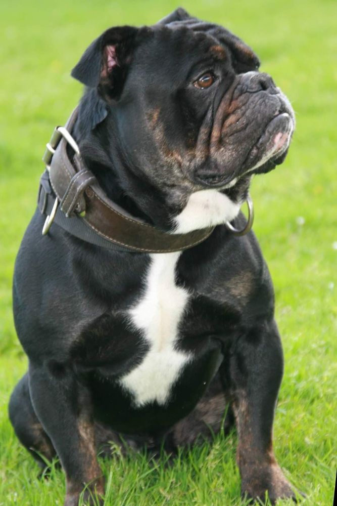 Hohenstein's Quintus | Olde English Bulldogge 