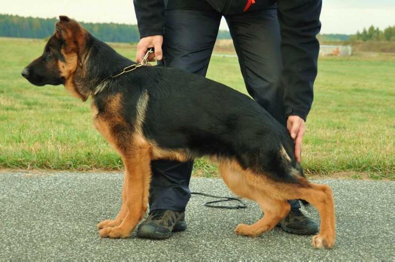 Otis Tombo | German Shepherd Dog 