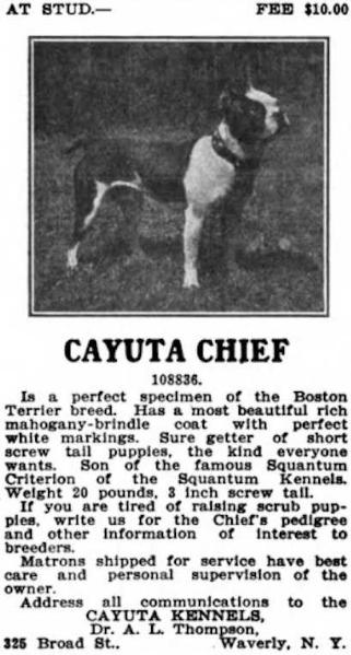 Cayuta Chief (108836) | Boston Terrier 