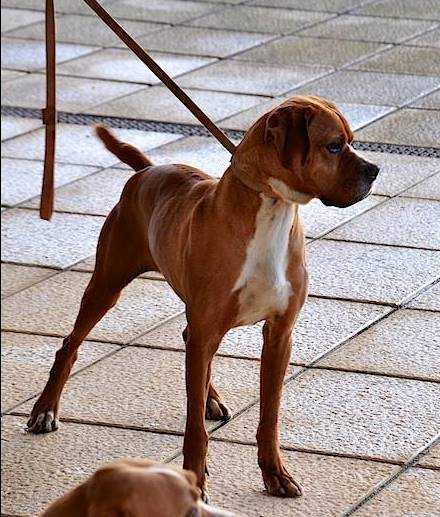 Garrinchas | Portuguese Pointer 