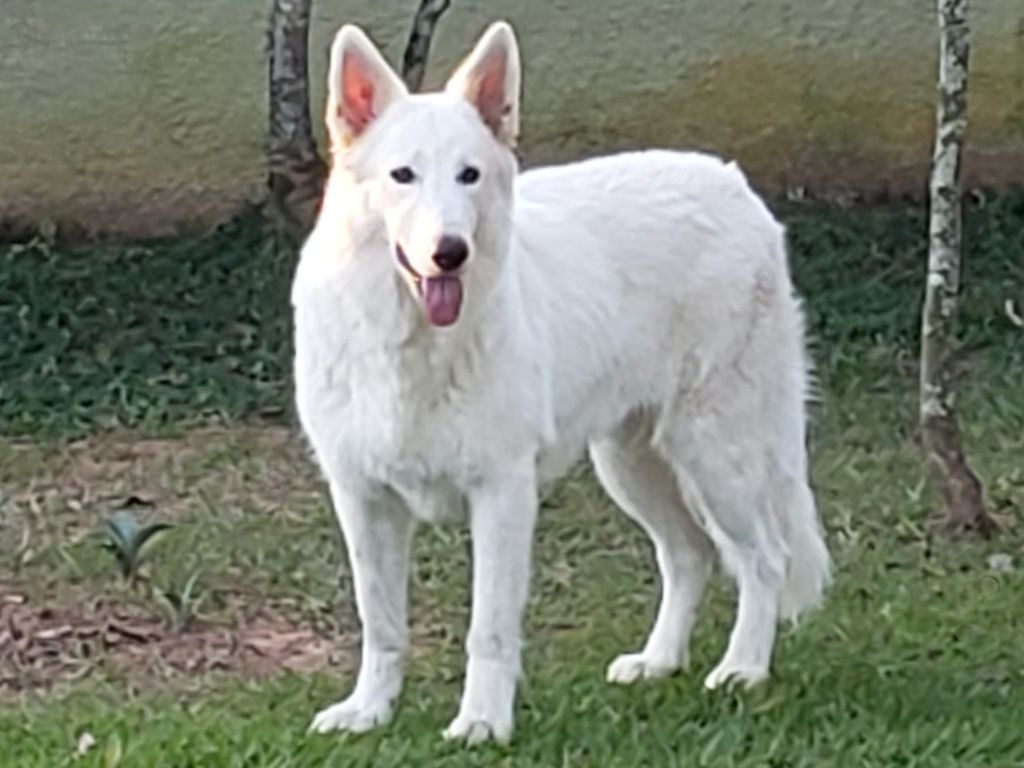 Covenant Princess Yanny | White Swiss Shepherd Dog 