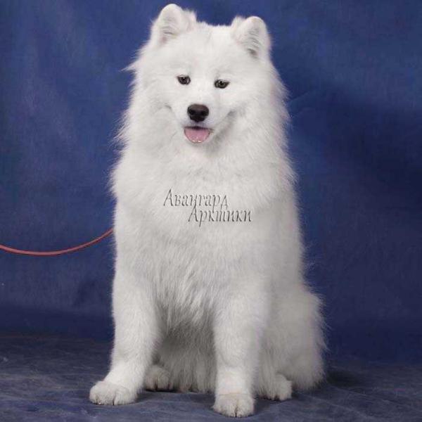 Avangard Arctic Yanika Yasnaya | Samoyed 