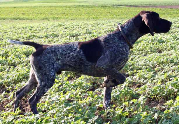 JUPP vom Theelshof | German Shorthaired Pointer 