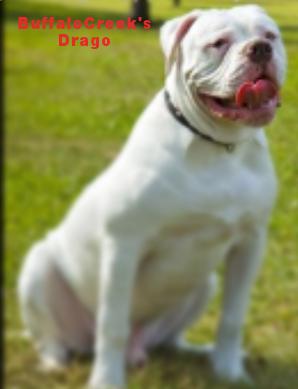 BuffaloCreek's Drago(Bully AB/Standred AB) | Olde English Bulldogge 